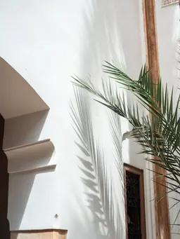 Ombres de palmes sur les murs blancs